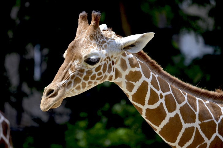 giraffe-1471010