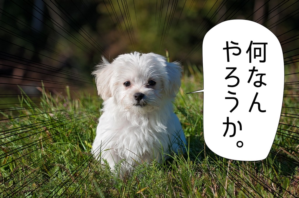 何なんやろうかという犬