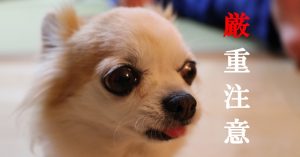 厳重注意