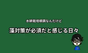 水耕栽培　藻対策
