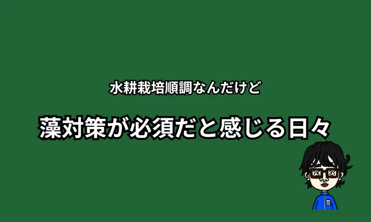 水耕栽培　藻対策
